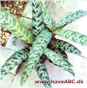 Klapperslangeplante - Calathea insignis syn. lancifolia