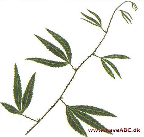 Klatrebrombær - Rubus henryi