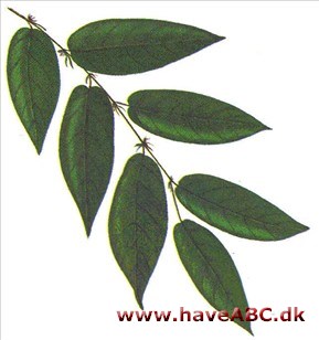 Klatrefigen - Ficus radicans