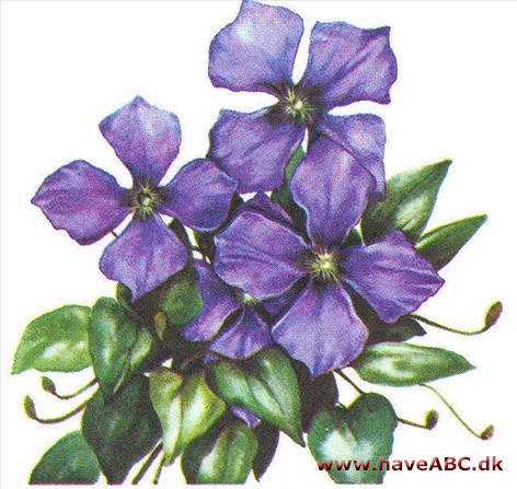 Klematis - Clematis