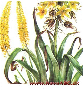 Kleopatras nål - Eremurus Kleopatras nål - Eremurus