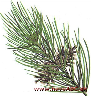 Klitfyr - Pinus contorta