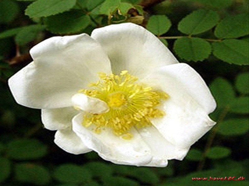 Klitrose - Rosa pimpinellifolia - Rosa spinosissima