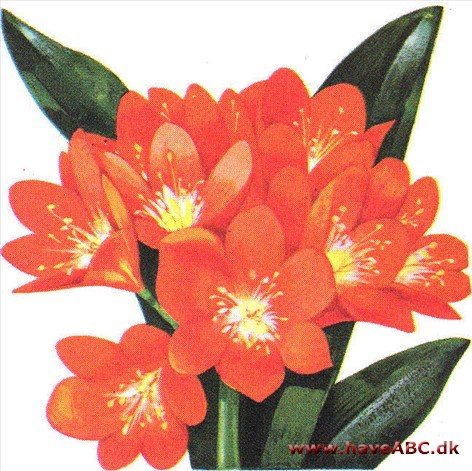 Klivia - 'Clivia