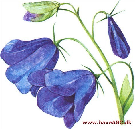 Klokke - Campanula Klokke - Campanula