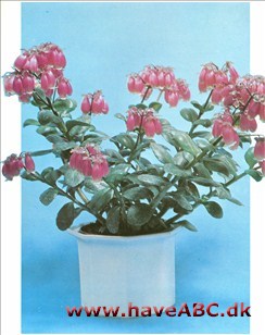 Klokke-kalanchoë har purpurrøde, klokkeformede blomster i toppen af skuddene. 