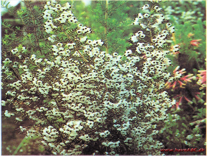 Klokkelyng - Erica canaliculata Klokkelyng - Erica canaliculata