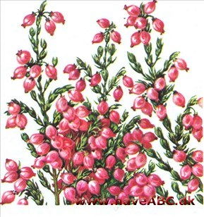 Klokkelyng - Erica tetralix Klokkelyng - Erica tetralix