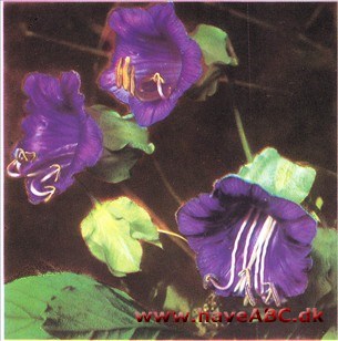Klokkeranke - Cobaea scandens 2 Klokkeranke - Cobaea scandens 2