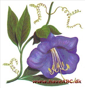 Klokkeranke - Cobaea scandens