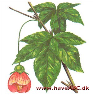 Klokketræ - Abutilon hybridum