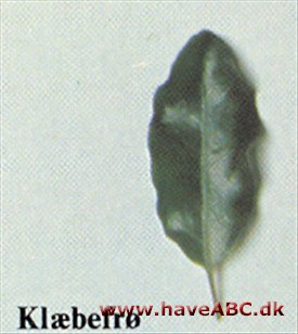 Klæbefrø - Pittosporum tenuifolium