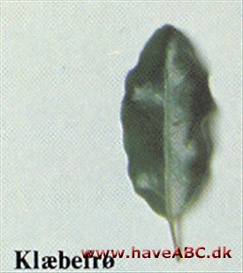 Klæbefrø - Pittosporum tenuifolium Klæbefrø - Pittosporum tenuifolium