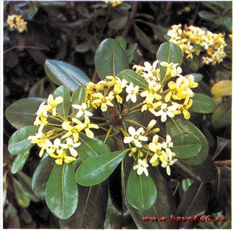 Klæbefrø - Pittosporum. tobira Klæbefrø - Pittosporum. tobira