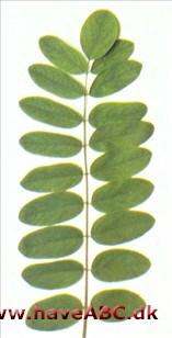 Klæbrig robinie - Robinia viscosa Klæbrig robinie - Robinia viscosa