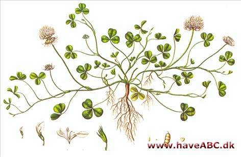 Kløver - Hvidkløver - Trifolium repens