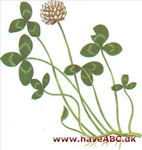 Kløver - Trifolium