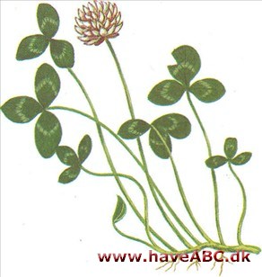 Kløver - Trifolium Kløver - Trifolium