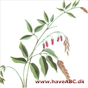 Kløverbusk - Lespedeza bicolor