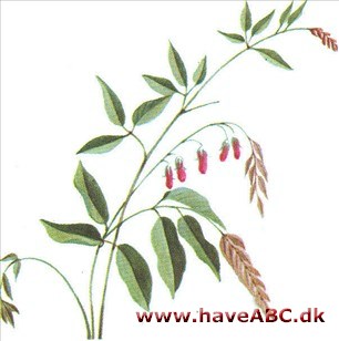 Kløverbusk - Lespedeza bicolor Kløverbusk - Lespedeza bicolor