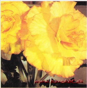 Knoldbegonie - Begonia x tuberhybrida Knoldbegonie - Begonia x tuberhybrida