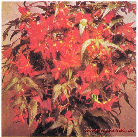Knoldbegonie, Pendula - Begonia x tuberhybrida syn. flora pleno pendula