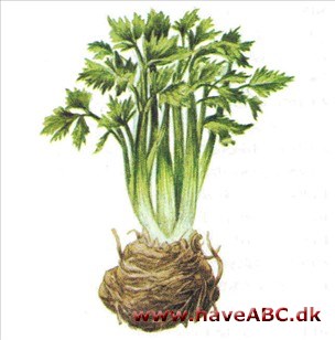 Knoldselleri - Apium graveolens Knoldselleri - Apium graveolens