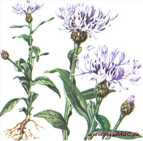 Knopurt - Centaurea