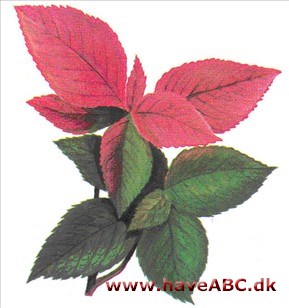 Kobberblad - Acalypha wilkesiana