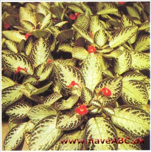 Kobberplante - Episcia cupreata