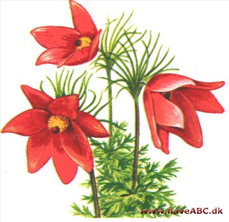 Kobjælde - Pulsatilla Kobjælde - Pulsatilla