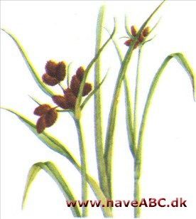 Kogleaks - Scirpus Kogleaks - Scirpus