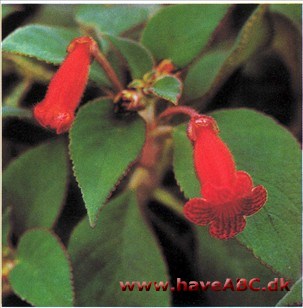 Kohleria eriantha (syn. Isoloma)