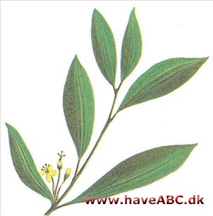 Kokaplante - Erythroxylum coca