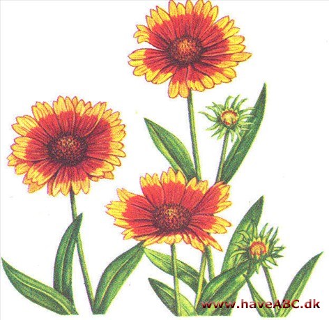 Kokarde - Gaillardia Kokarde - Gaillardia
