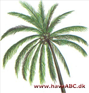 Kokospalme - Cocos nucifera