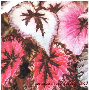 Kongebegonie, Bladbegonie - Begonia rex