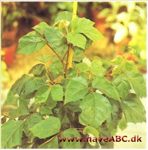 Kongevin - Cissus rhombifolia syn. Rhoicissus rhomboidea