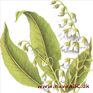 Konvalbusk - Clethra alnifolia