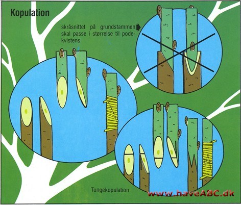 Kopulation