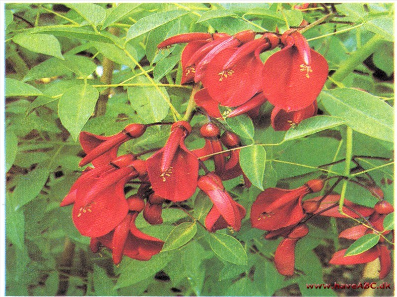 Koralbusk - Erythrina cristagalli