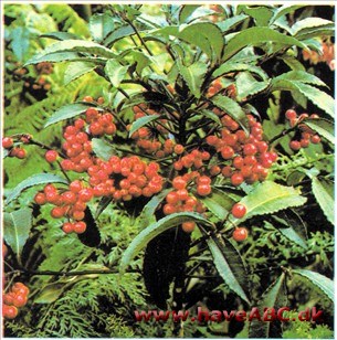 Koralbær - Ardisia crispa