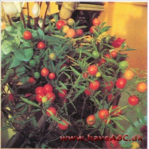 Koralkirsebær - Solanum capsicastrum 2