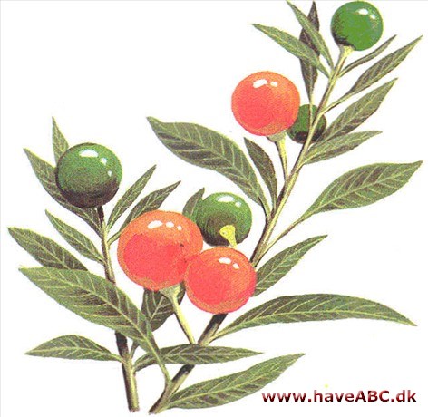 Koralkirsebær - Solanum capsicastrum