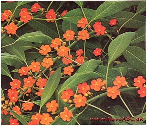 Koralranke - Euphorbia fulgens †