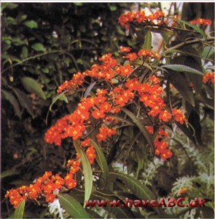 Koralranke - Euphorbia fulgens