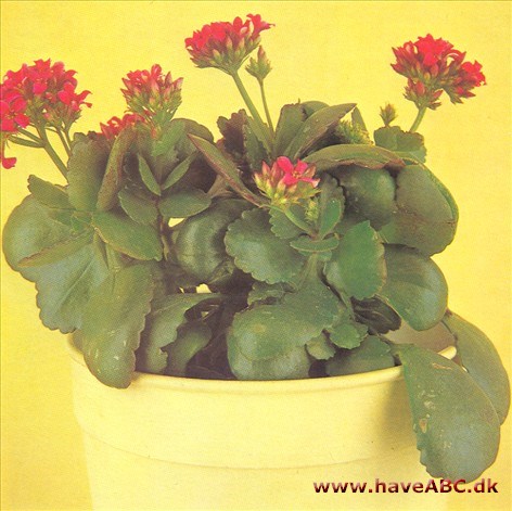 Koraltop - Kalanchoe blossfeldiana - pasning