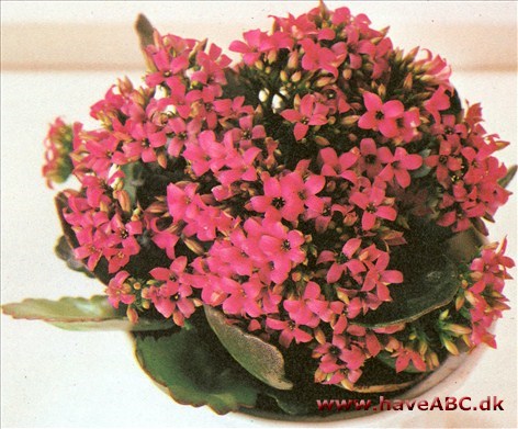 kaldes også for »brændende kærlighed« - et navn, den har fælles med en haveplante, Lychnis chalcedonica, og de har da også den lysende røde blomsterfarve til fælles. 