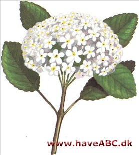 Korea-snebolle - Viburnum carlesii