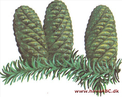 Koreagran - Abies koreana